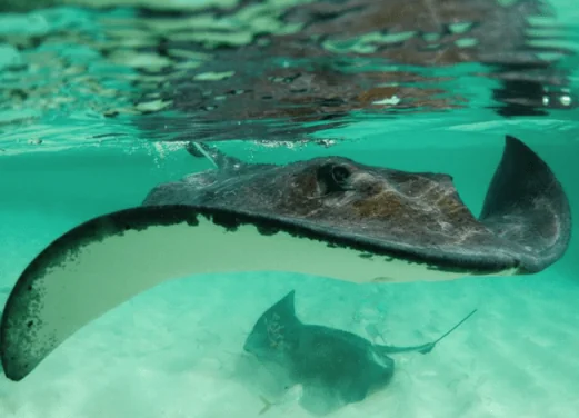 Bohio Dive Resort