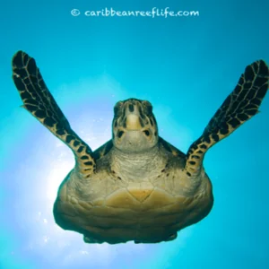 Reef Gliders