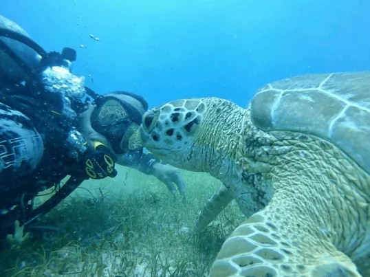 Aqua Adventure