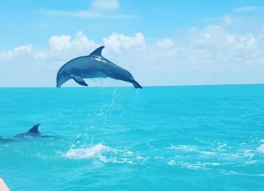 Flying Fish Tulum