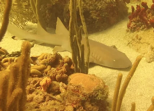 Lumbadive Dive Resort