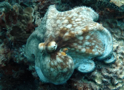 Lumbadive Dive Resort