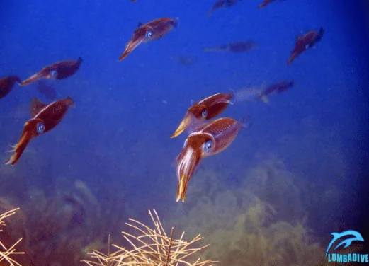 Lumbadive Dive Resort