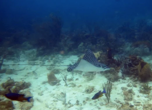 Lumbadive Dive Resort