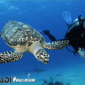 Aquarium Red Sea