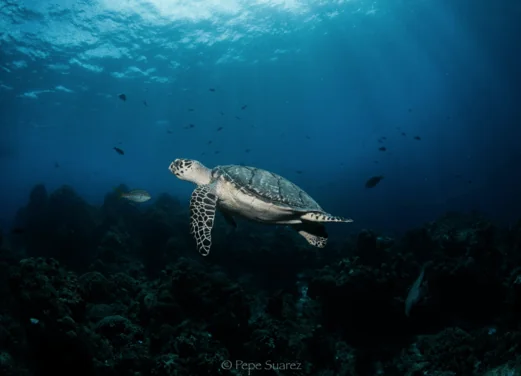 Ocean Nomads