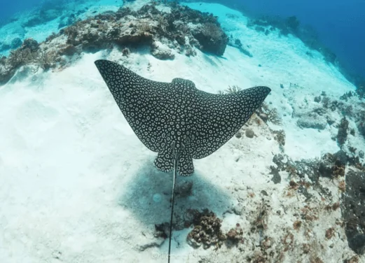 Ocean Nomads