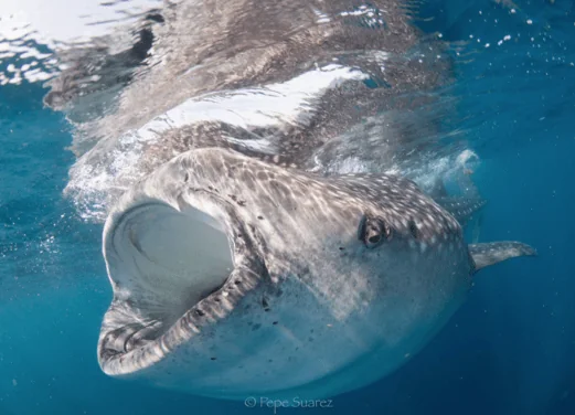 Ocean Nomads