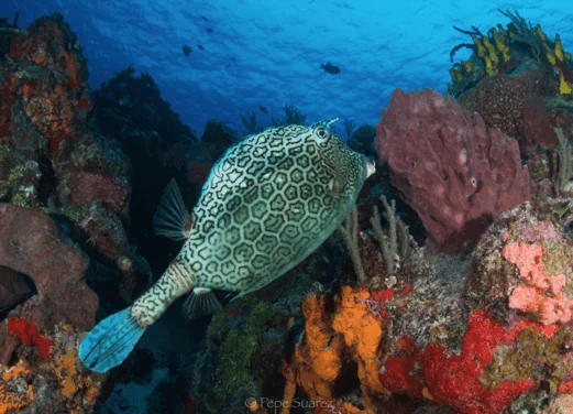 Ocean Nomads