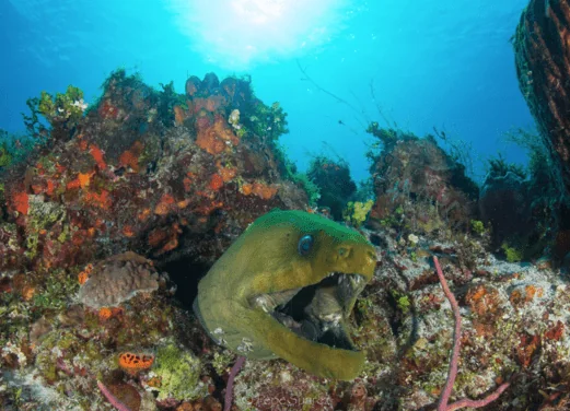 Ocean Nomads
