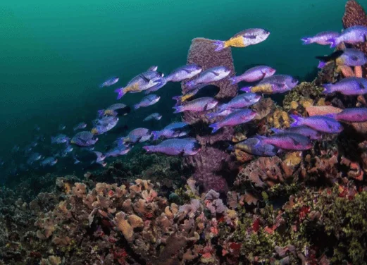 Colombia Underwater Expeditions