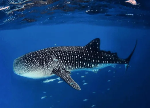 Colombia Underwater Expeditions