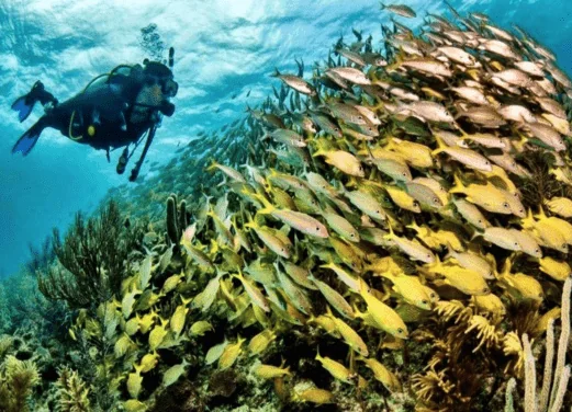 Colombia Underwater Expeditions