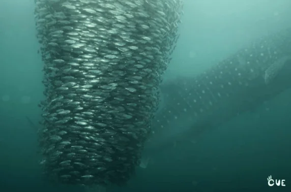 Colombia Underwater Expeditions