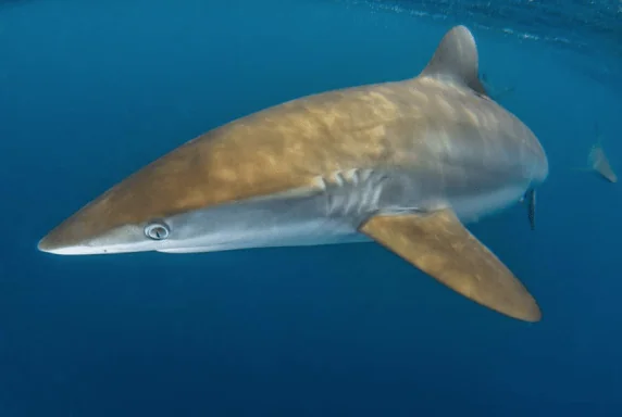 Colombia Underwater Expeditions