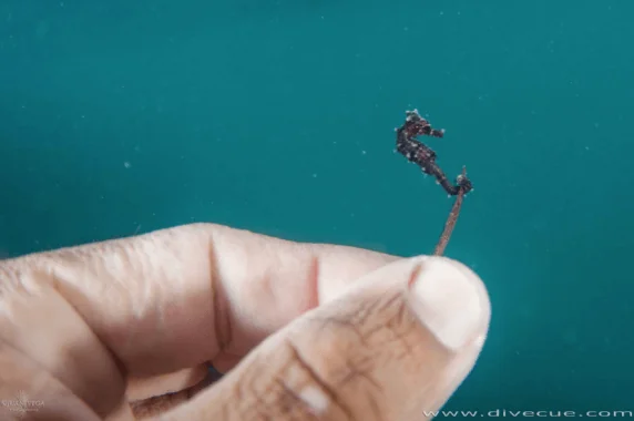 Colombia Underwater Expeditions