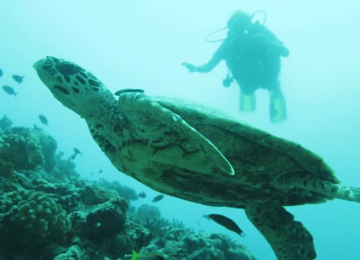 Dive Club Maldives