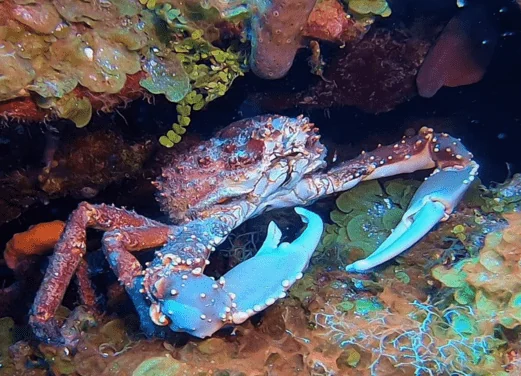 BluFish Dive Center