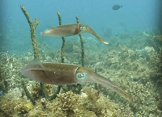 BluFish Dive Center