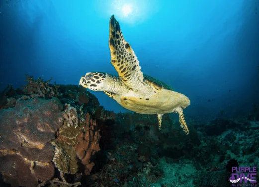 Purple Dive Penida