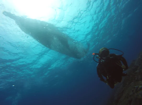 Zen Dive Bali