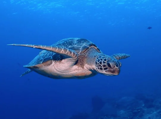 Zen Dive Bali