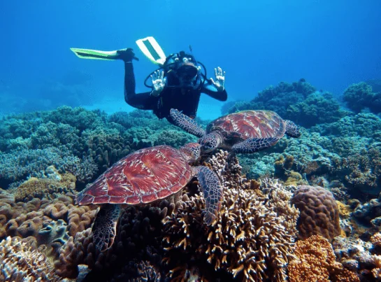 Zen Dive Bali