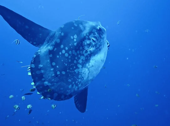 Zen Dive Bali