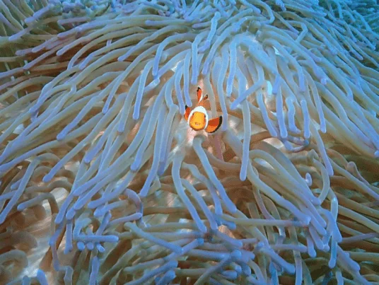 Zen Dive Bali