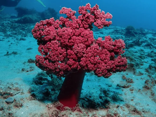 Zen Dive Bali