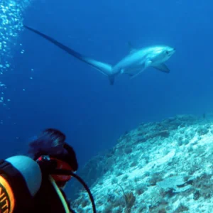 Thresher Shark Divers