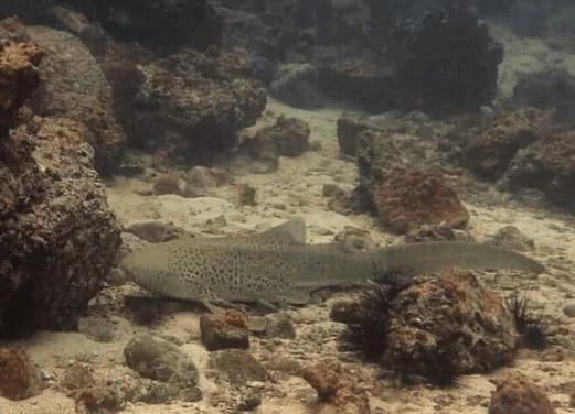Aussie Divers Phuket