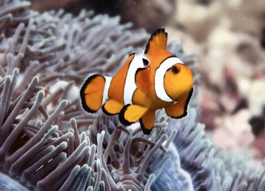Aussie Divers Phuket
