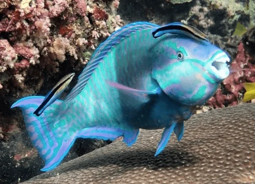 Aussie Divers Phuket