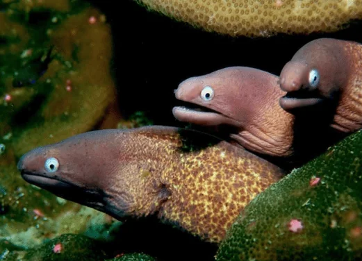 Aussie Divers Phuket