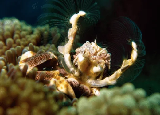 Aussie Divers Phuket
