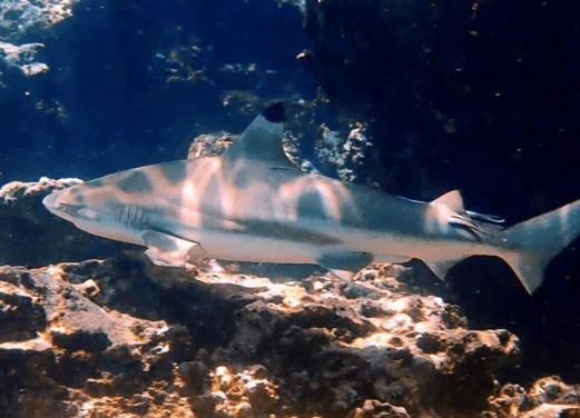 Aussie Divers Phuket