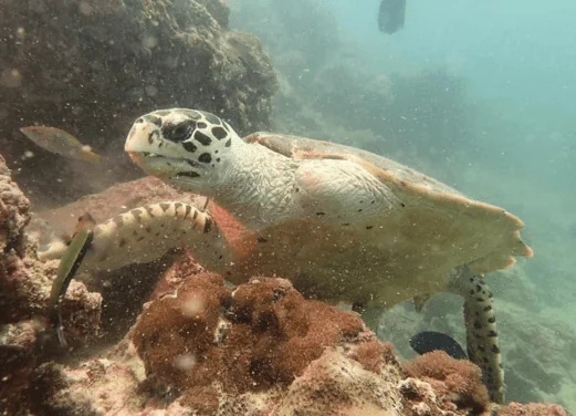 Aussie Divers Phuket