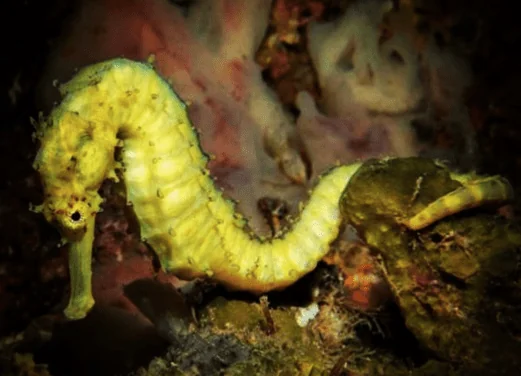 Aussie Divers Phuket