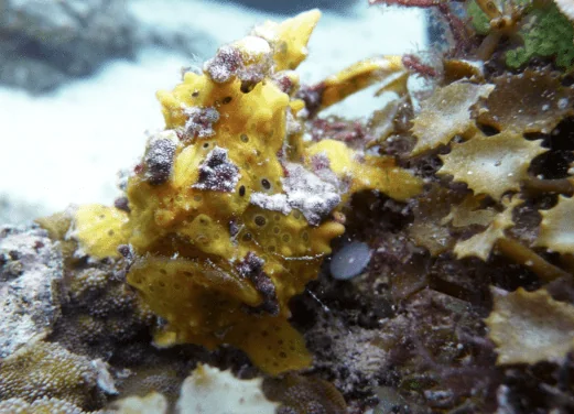Sea Pearl Divers