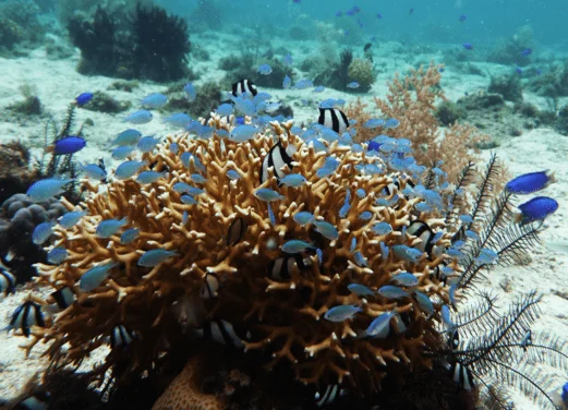 Sea Pearl Divers