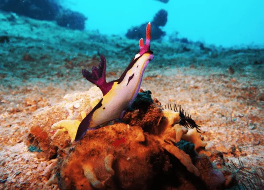 Sea Pearl Divers