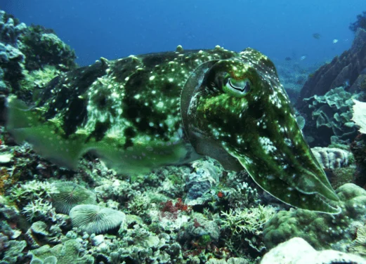 Sea Pearl Divers