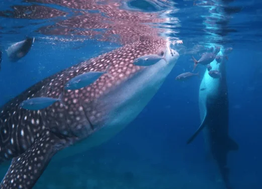 Mike's Dauin Dive Resort
