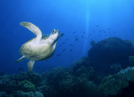Mike's Dauin Dive Resort