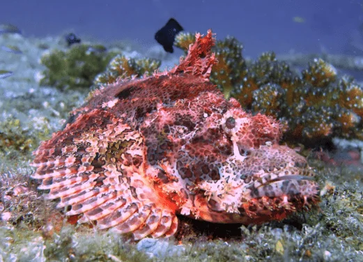 Mike's Dauin Dive Resort