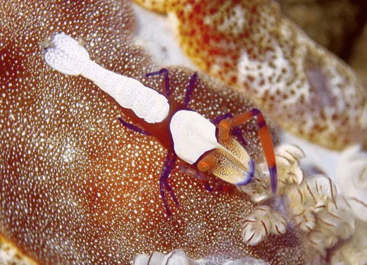 Mike's Dauin Dive Resort
