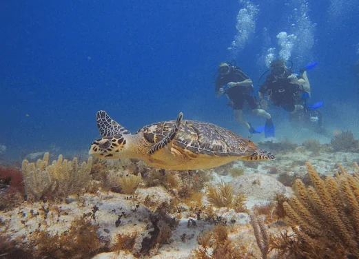 Dive Life
