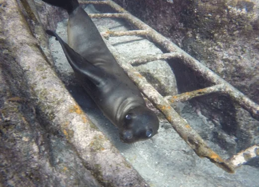 Dive Life