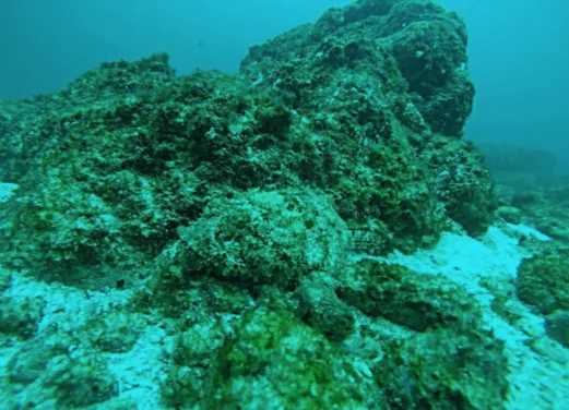 Aqua Center Diving
